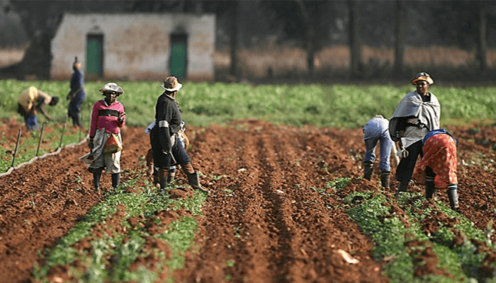 Nigerias agriculture sector