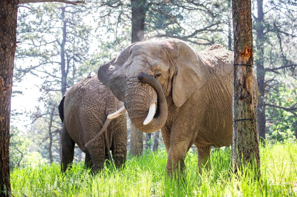 Zoo Elephants Lawsuit 68101