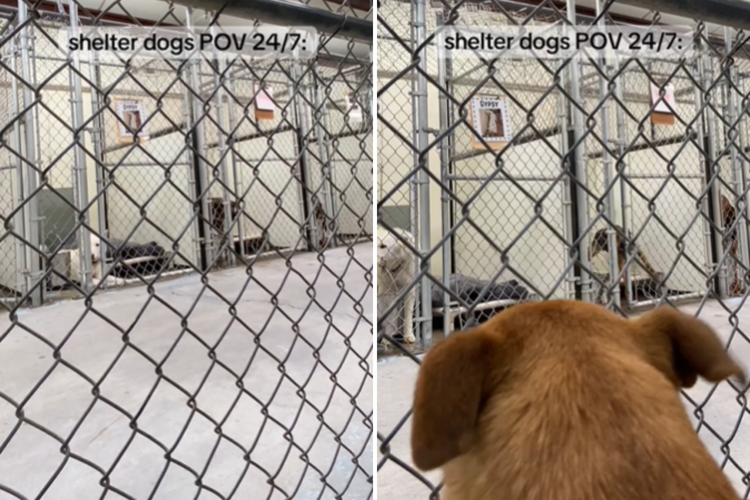 shelter dogs pov