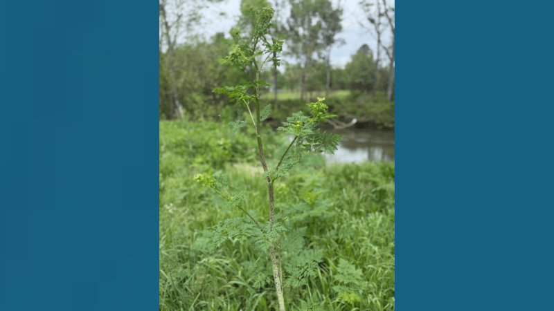 Poison Hemlock e1747172442580
