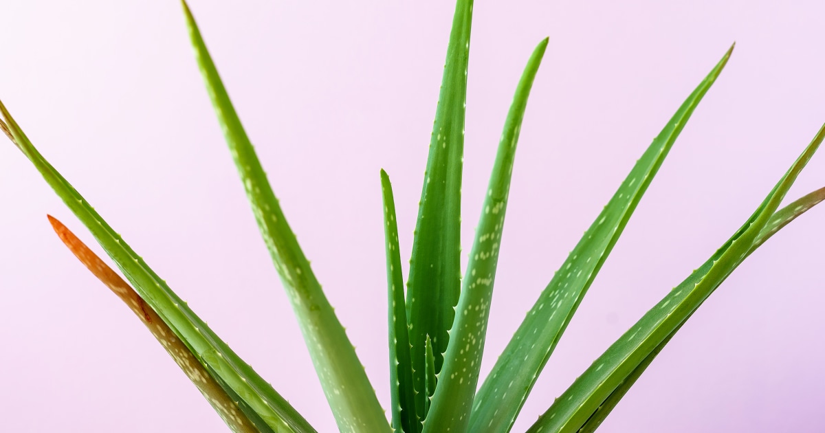 aloe vera juice zz 250501 01 cac14b