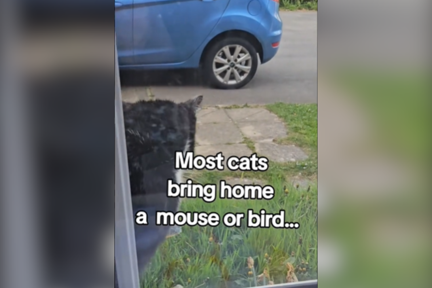 cat brings home item