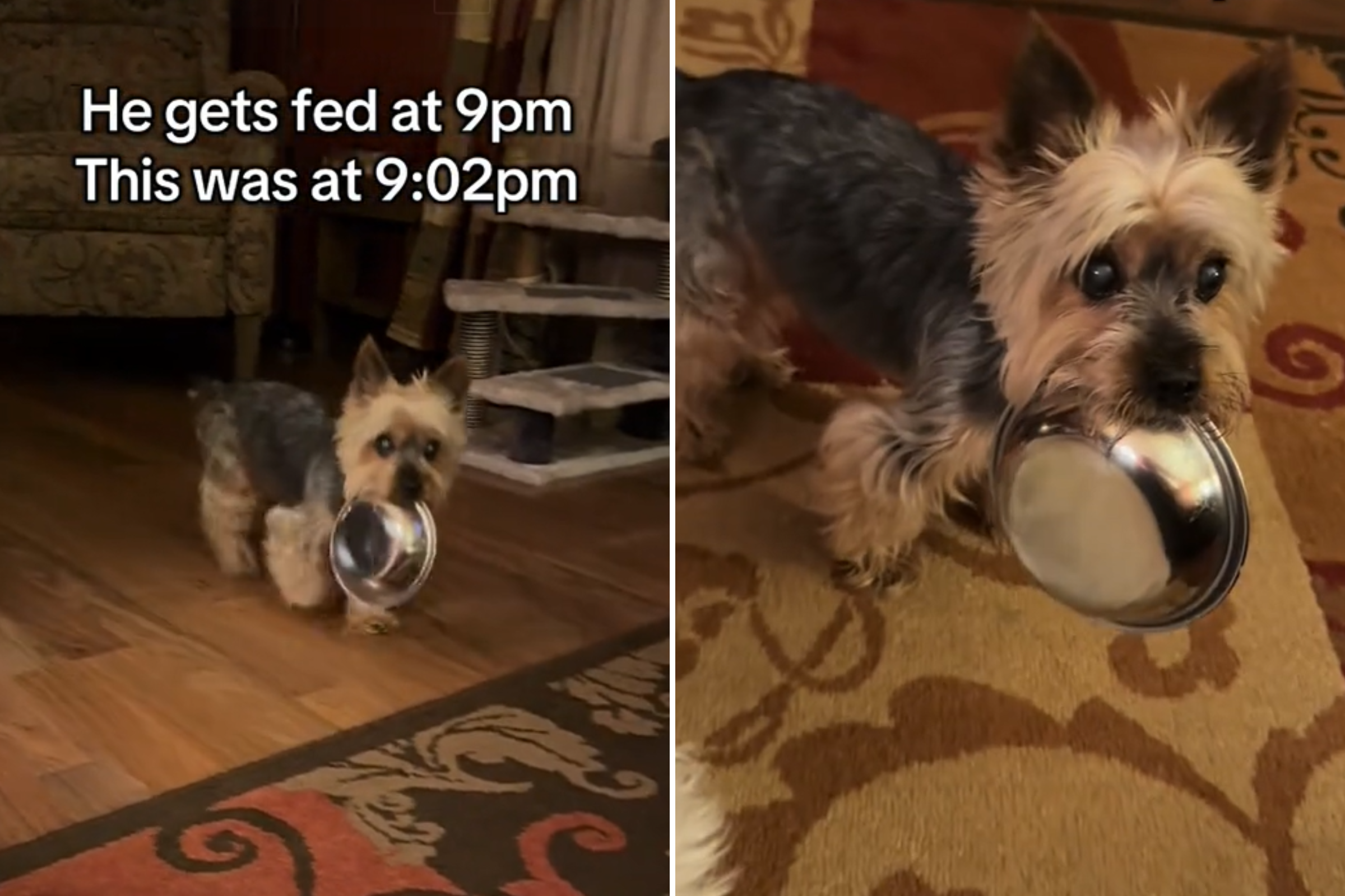 dog demands fed