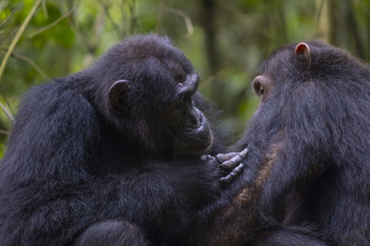 https3A2F2Ftf cmsv2 smithsonianmag media.s3.amazonaws.com2Ffiler public2F7b2Fa12F7ba1c8b9 3fc9 4c76 b949 bfaf179694432Fchimpanzees use medici