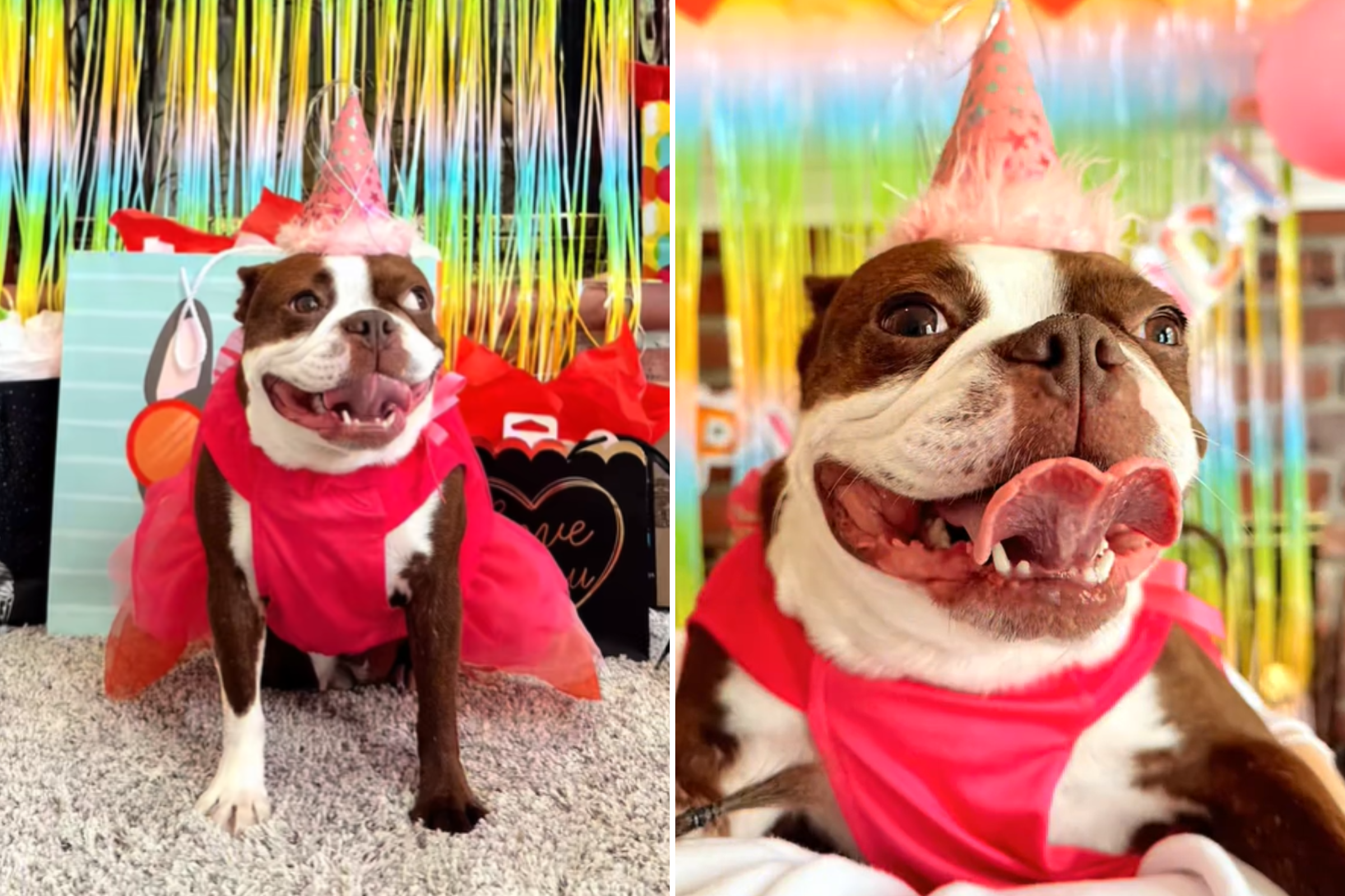 maple birthday