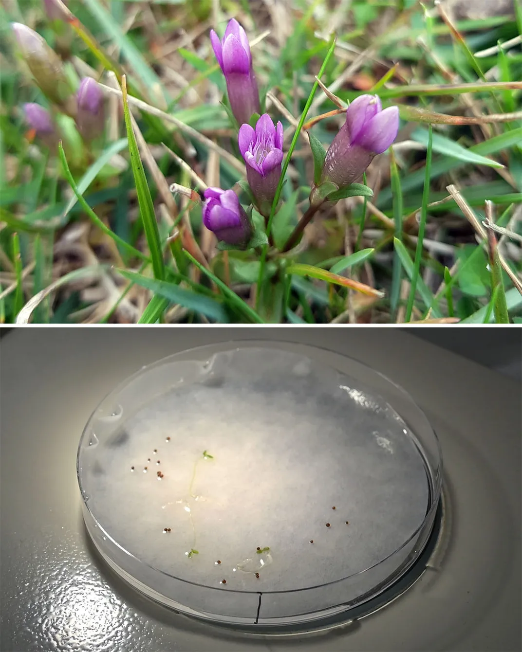 p gentianella uliginosa germination