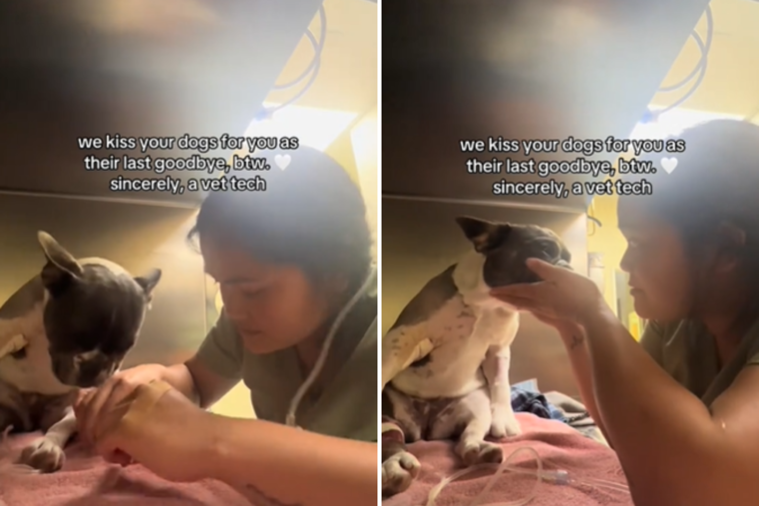 vet tech pet