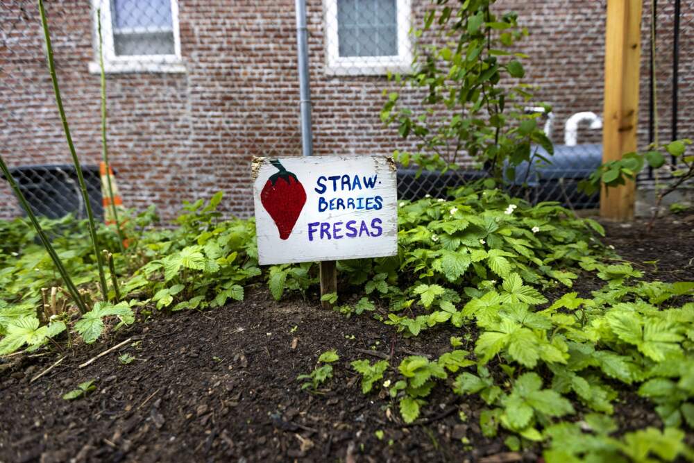 0519 eastie farms02 1000x667 1