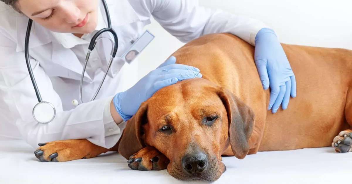 0 Female vet examining sick and sad Rhodesian ridgeback dog