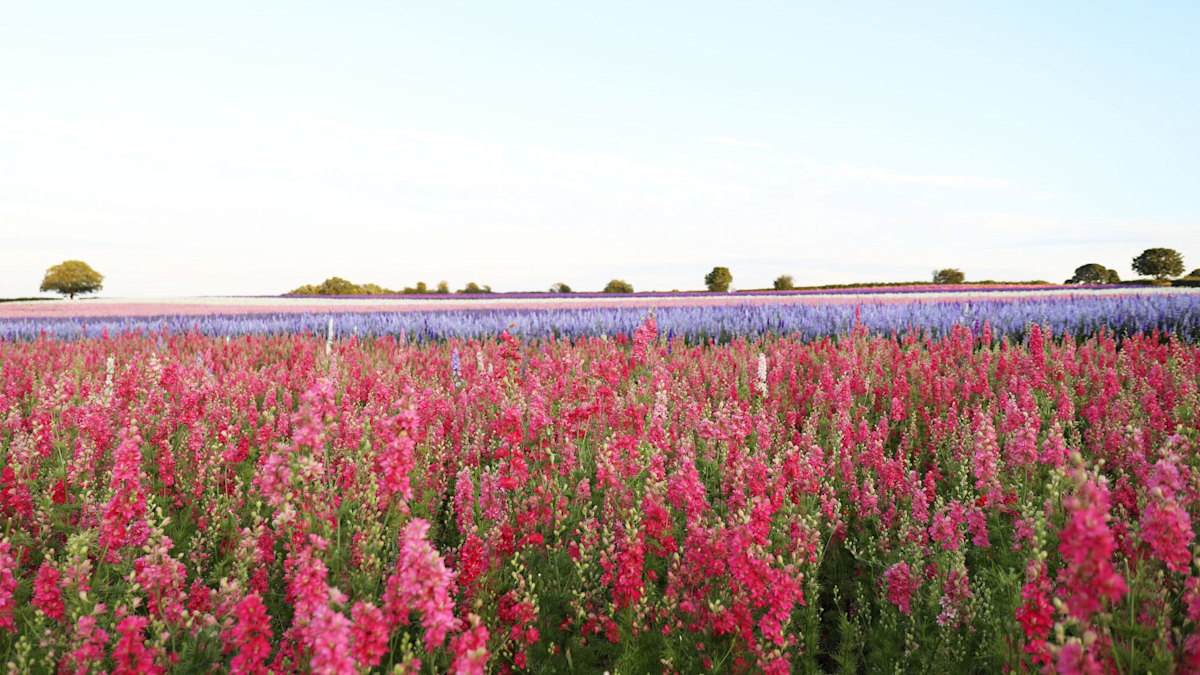 153cf6fda61e shropshire petals flower field 2