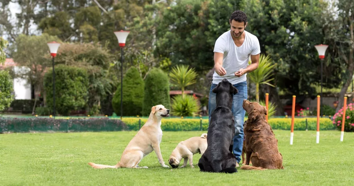 1 Man training dogs at the park