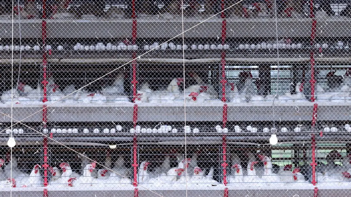 2025 05 27T152041Z 564509309 RC2QBDAJG9RJ RTRMADP 3 HEALTH BIRD FLU BRAZIL REGIONALISATION