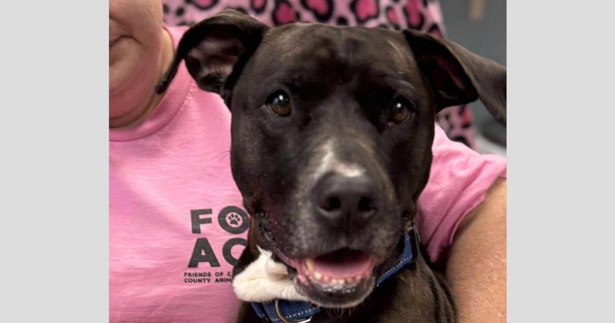 250626 Sienna labradoodle pit bull mix ac 1143p 0c8f92