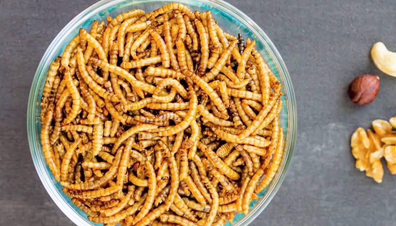 4677512 4 org edible 20insects