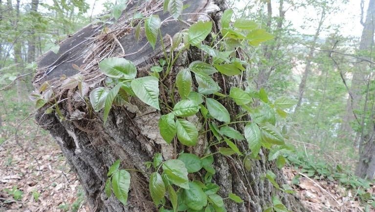 72491455007 poison ivy 1 012324