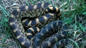 74369934007 bullsnake 1 allamakee 300 x 217