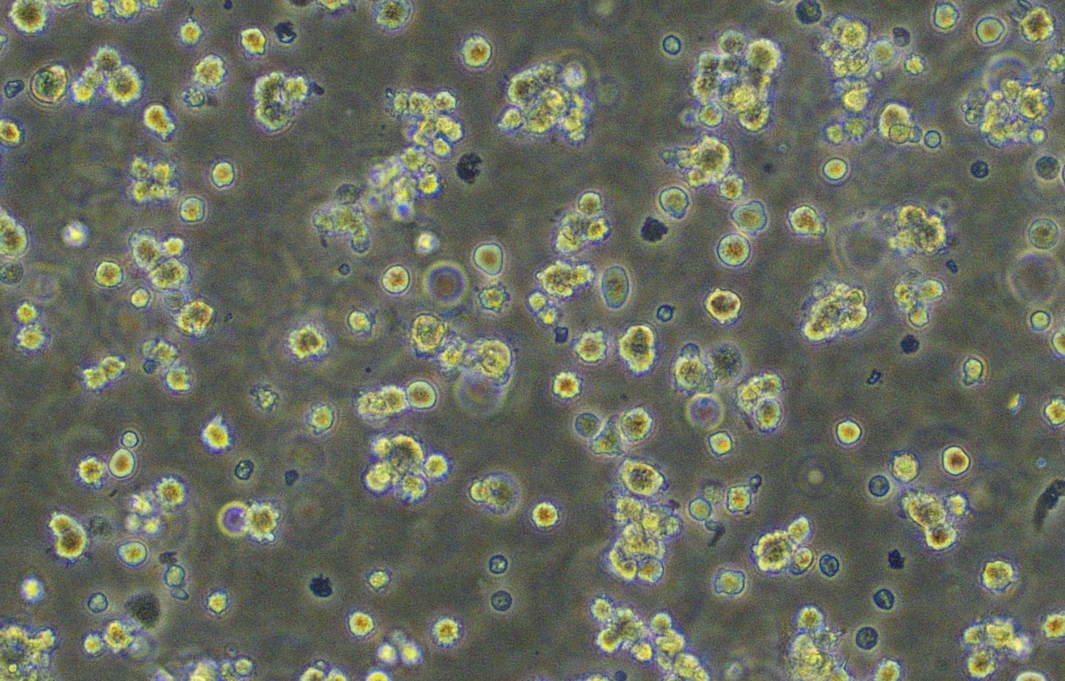 7ab29fed0779e58c09aa00742dcb647c