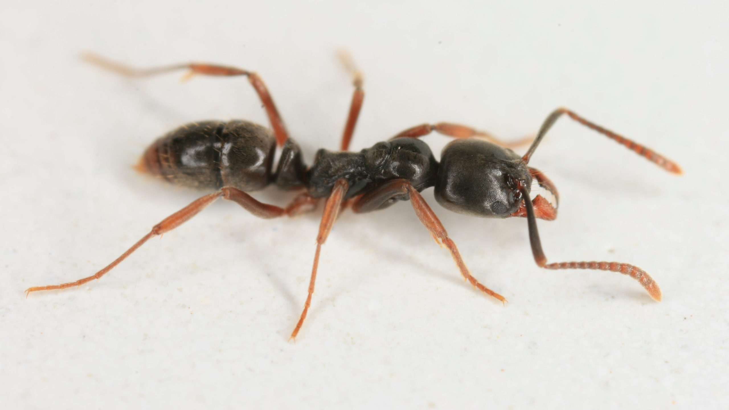 84050327007 a sian needle ant scaled