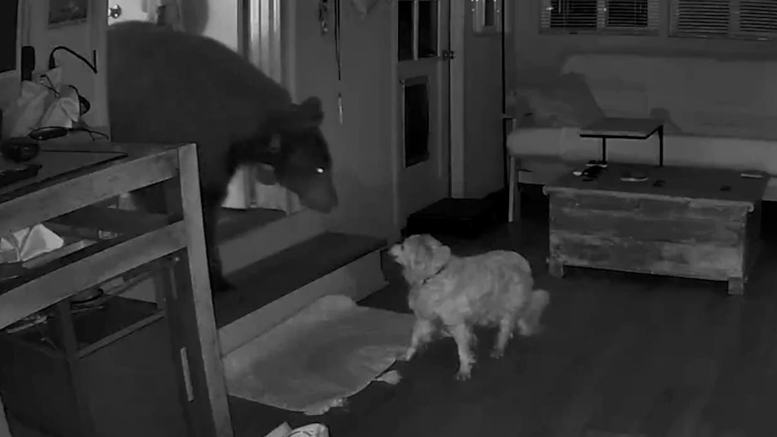 84243695007 bear v dog