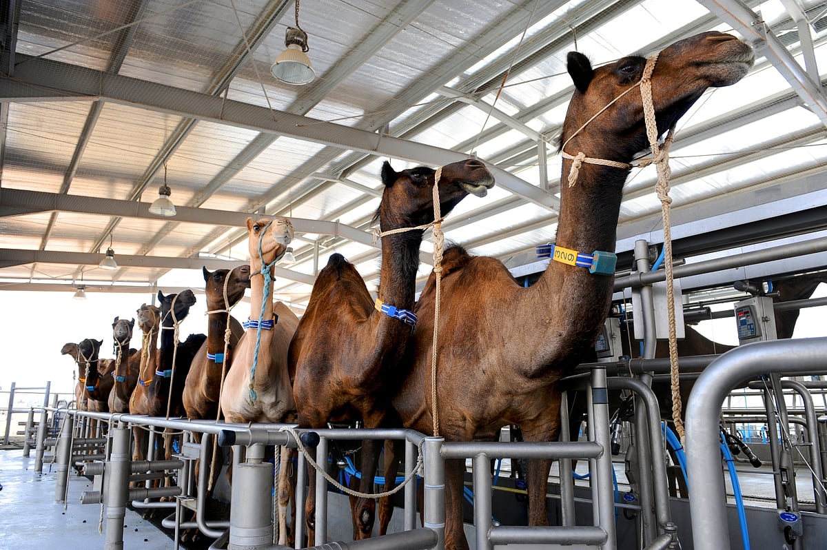 AAFG Camel Parlor