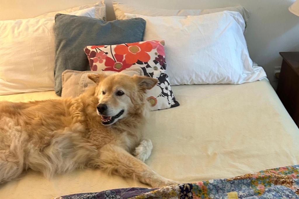 Be Well Pets on the Bed 83238 1