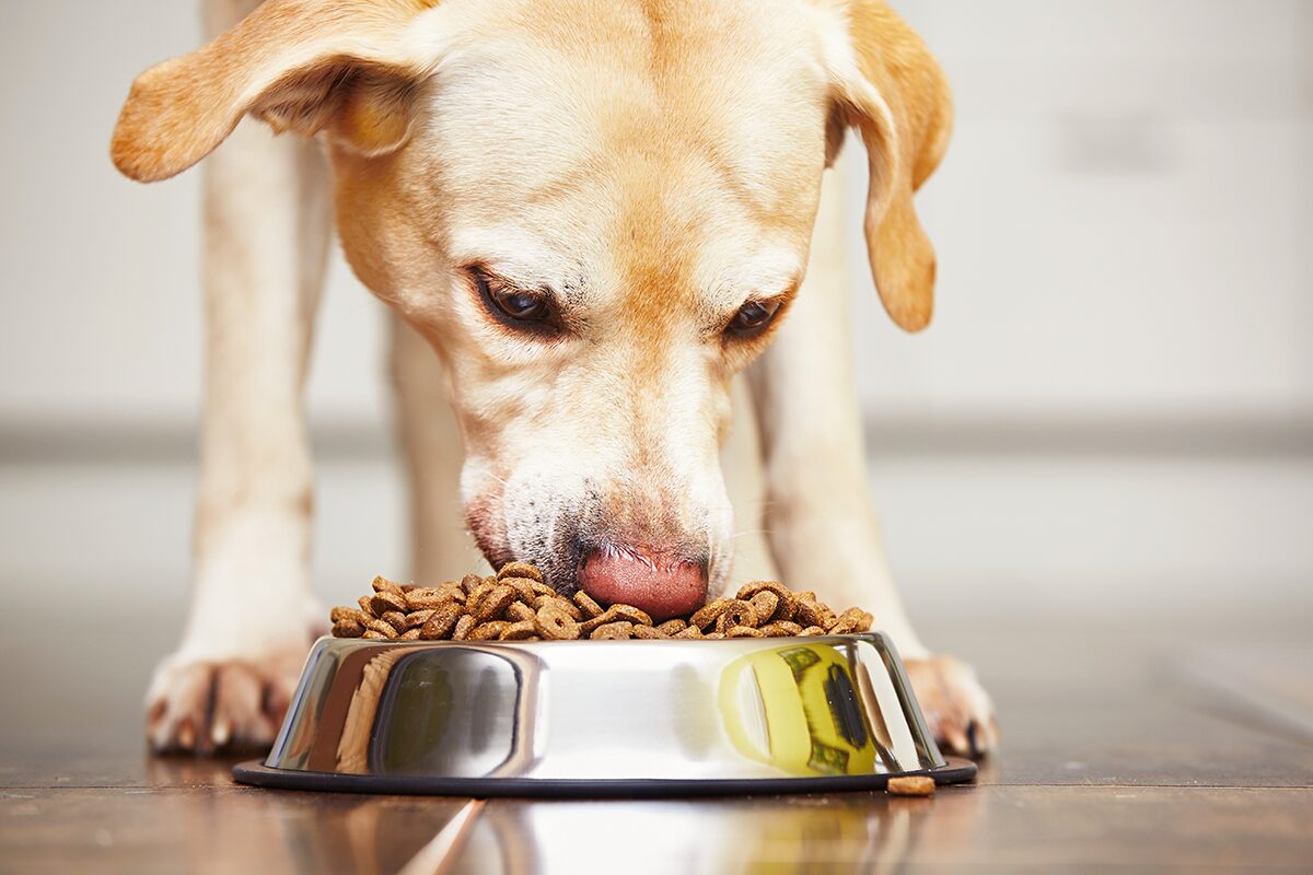 Dog eating pc ChalabalaGetty Images