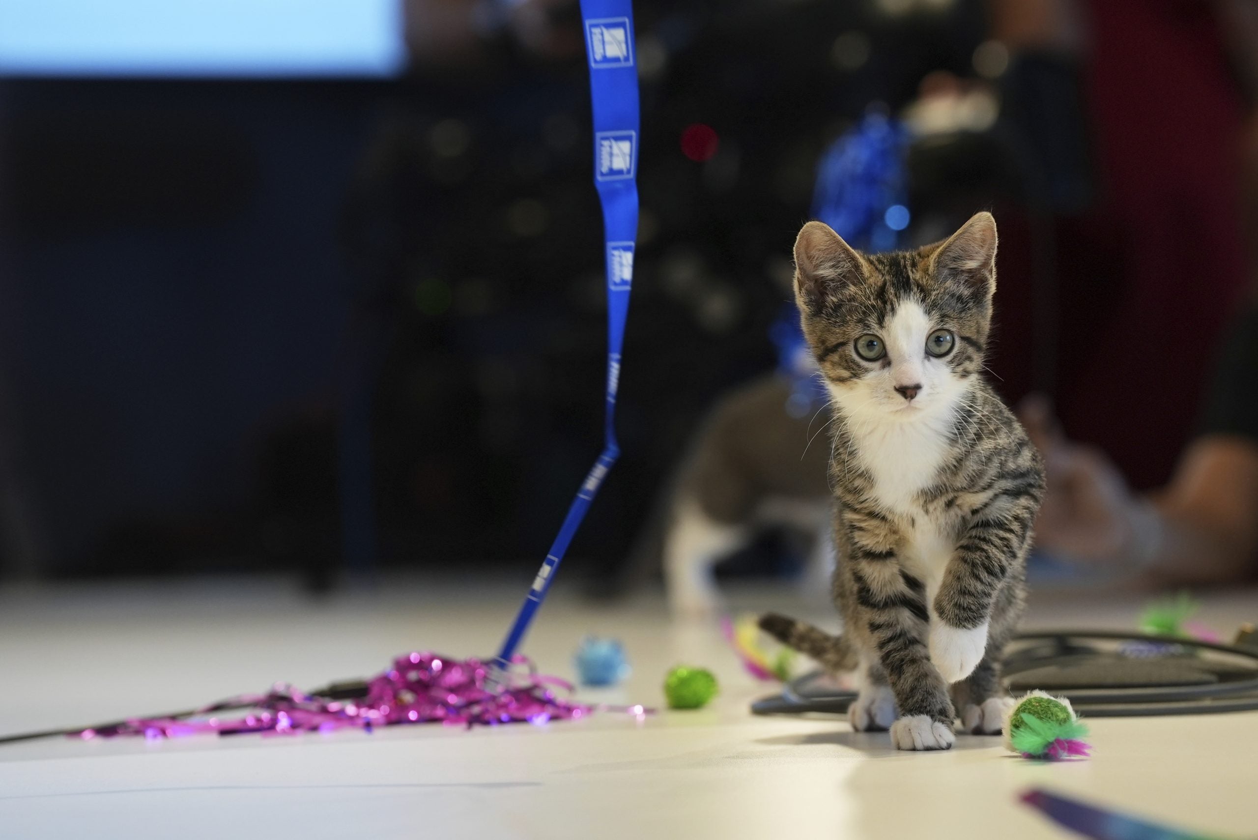 Meatball the cat AP25155758210278 scaled 2