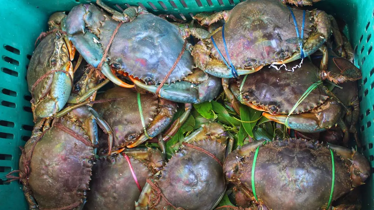 Mud20crab20at20Chilika20Lake20market iStock