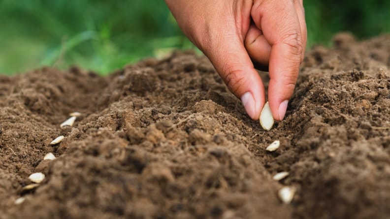 Reviewed.com RvEW 25102 seeds planting