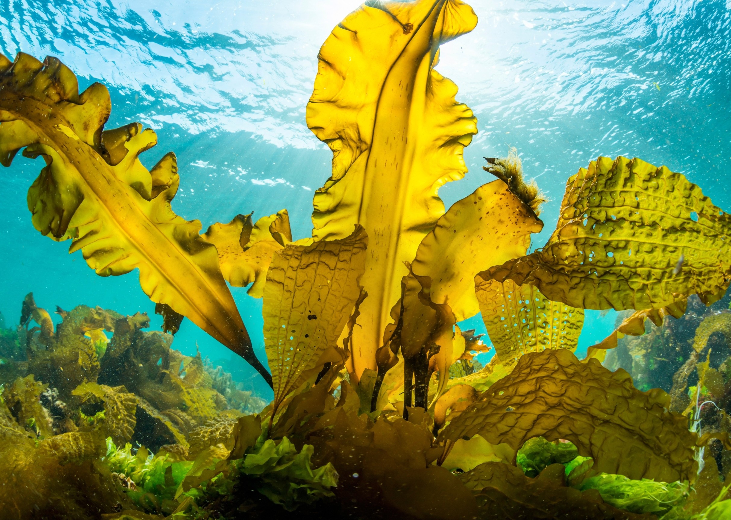 World Seaweed Day