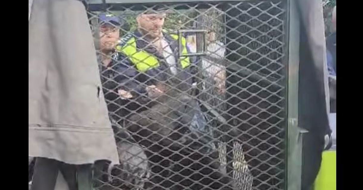 baboon captured