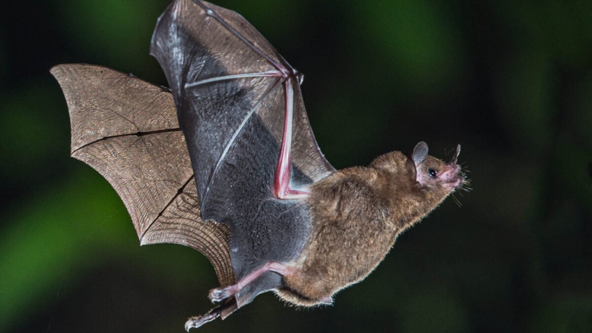 bat 1200x675 1