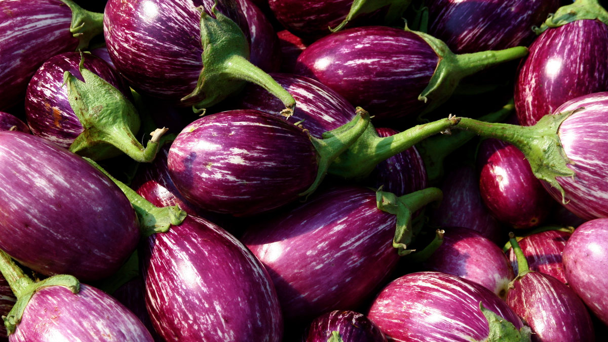 brinjal 1745378180853 1