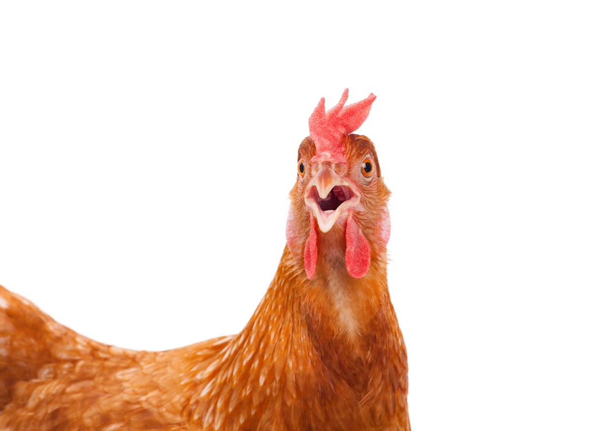 brown hen closeup on white bkgrnd.Vh0kAlrwnb