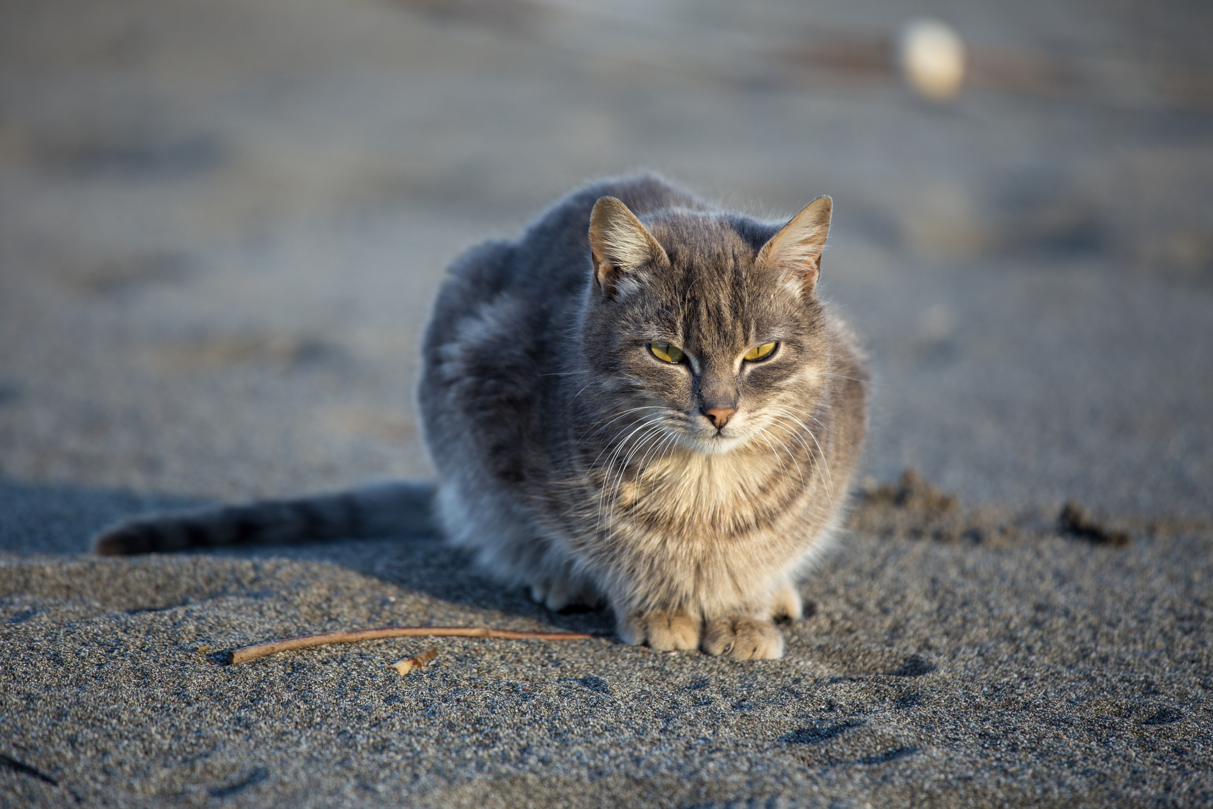 cat beach 1