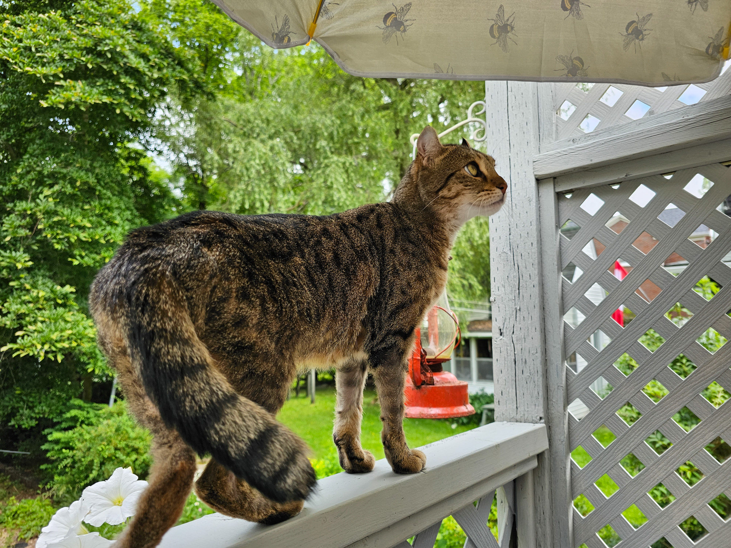 cat porch