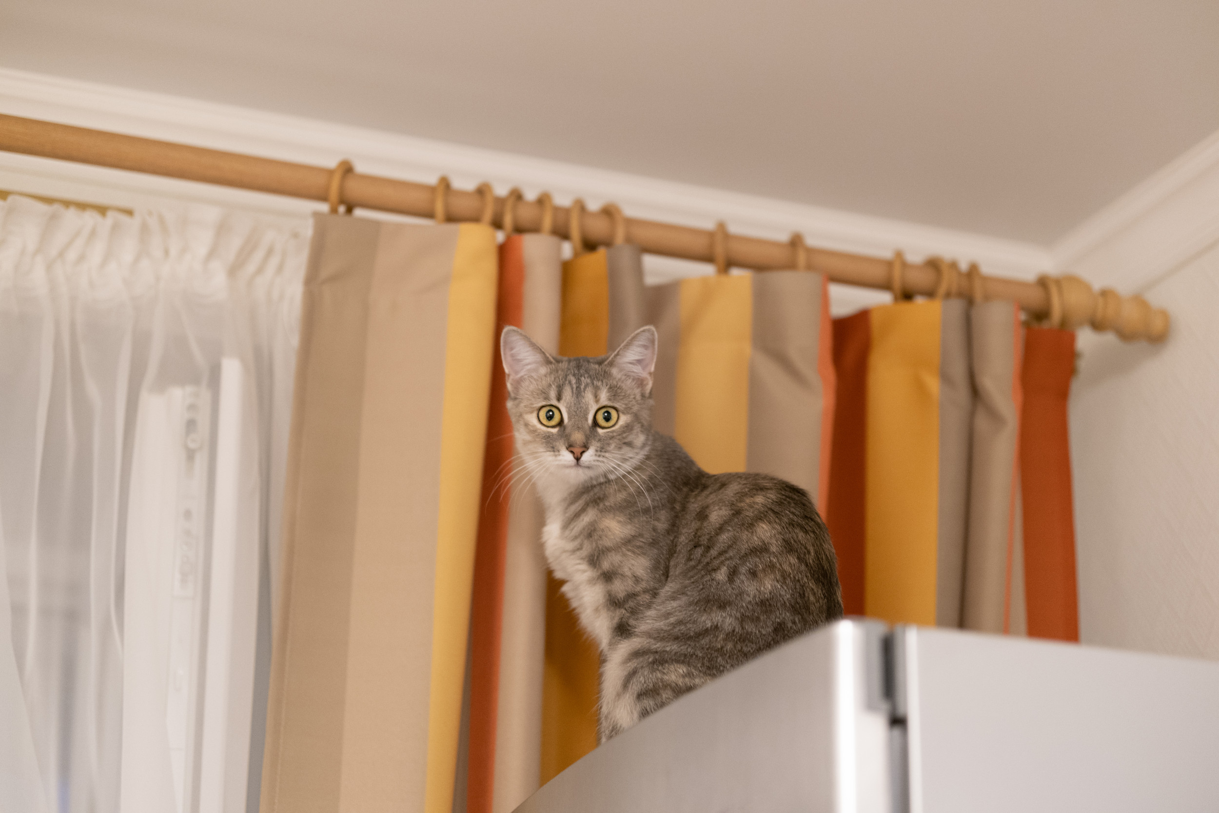 cat refrigerator