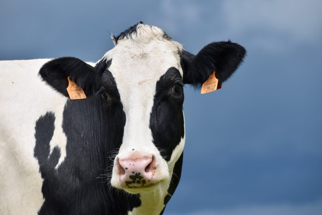 cow 4269568 1024x683 1