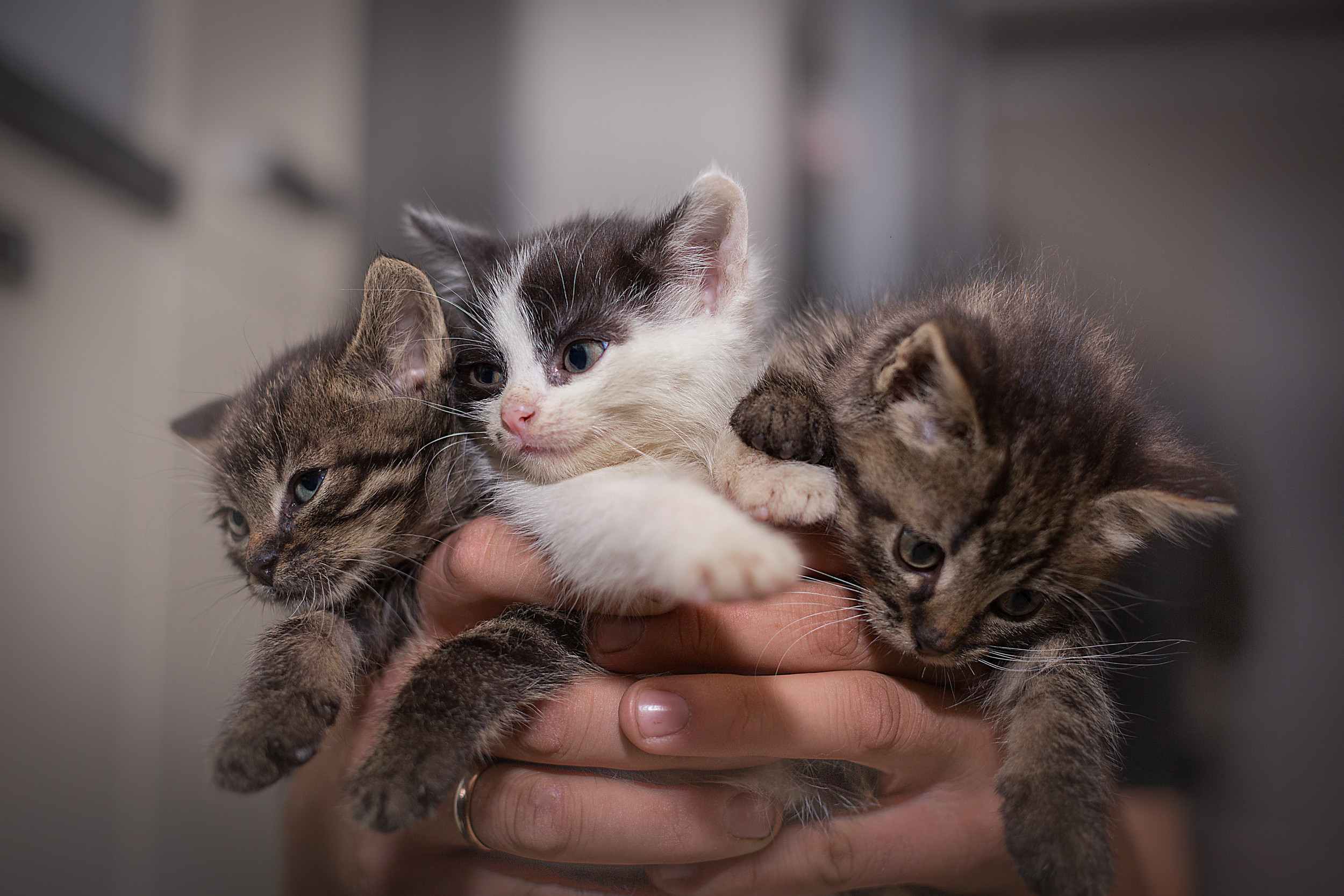 different color kittens