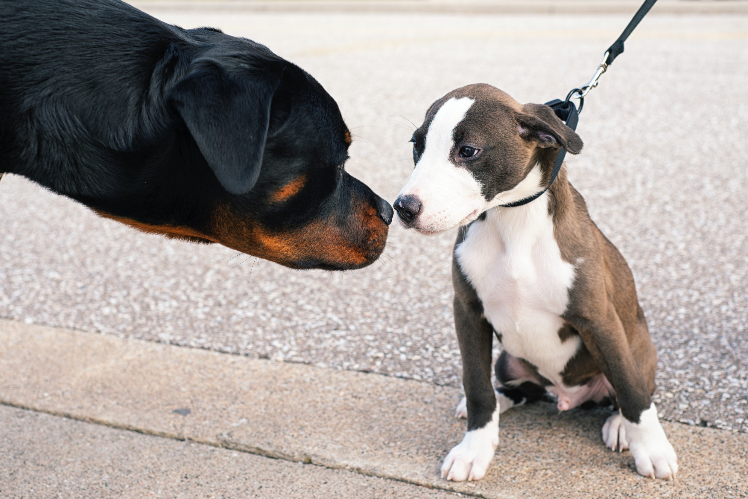 dog smelling puppy