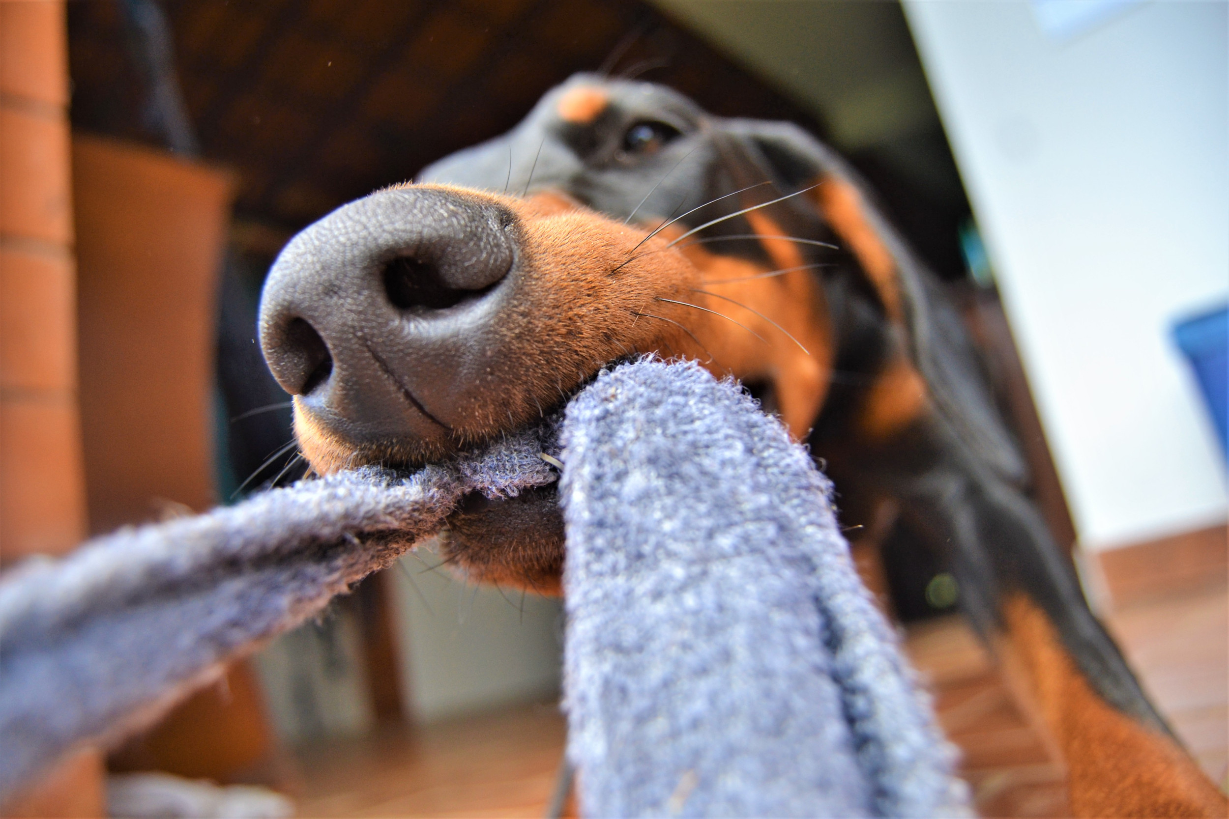 dog