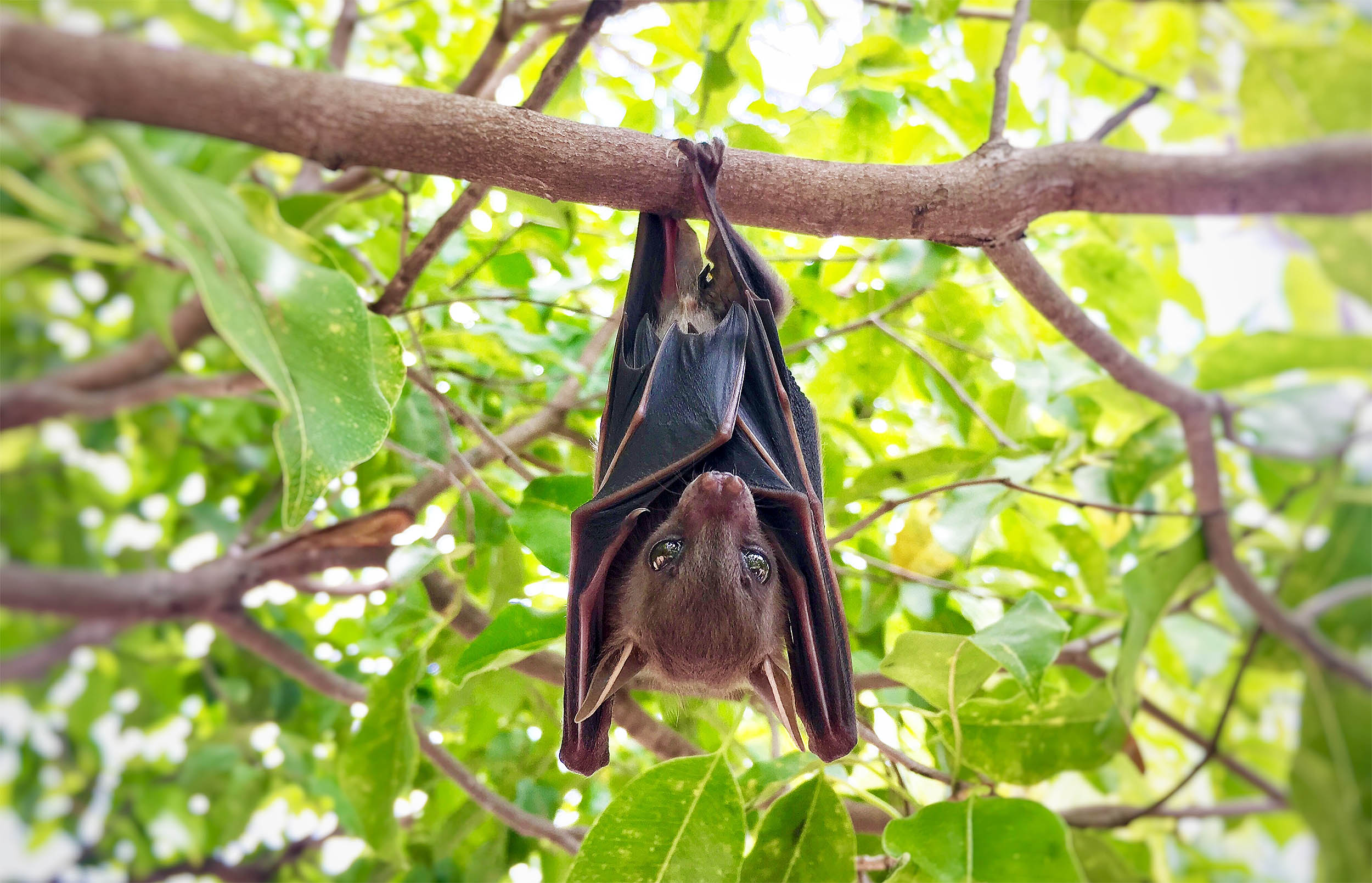 little brown bat no cancer 1m