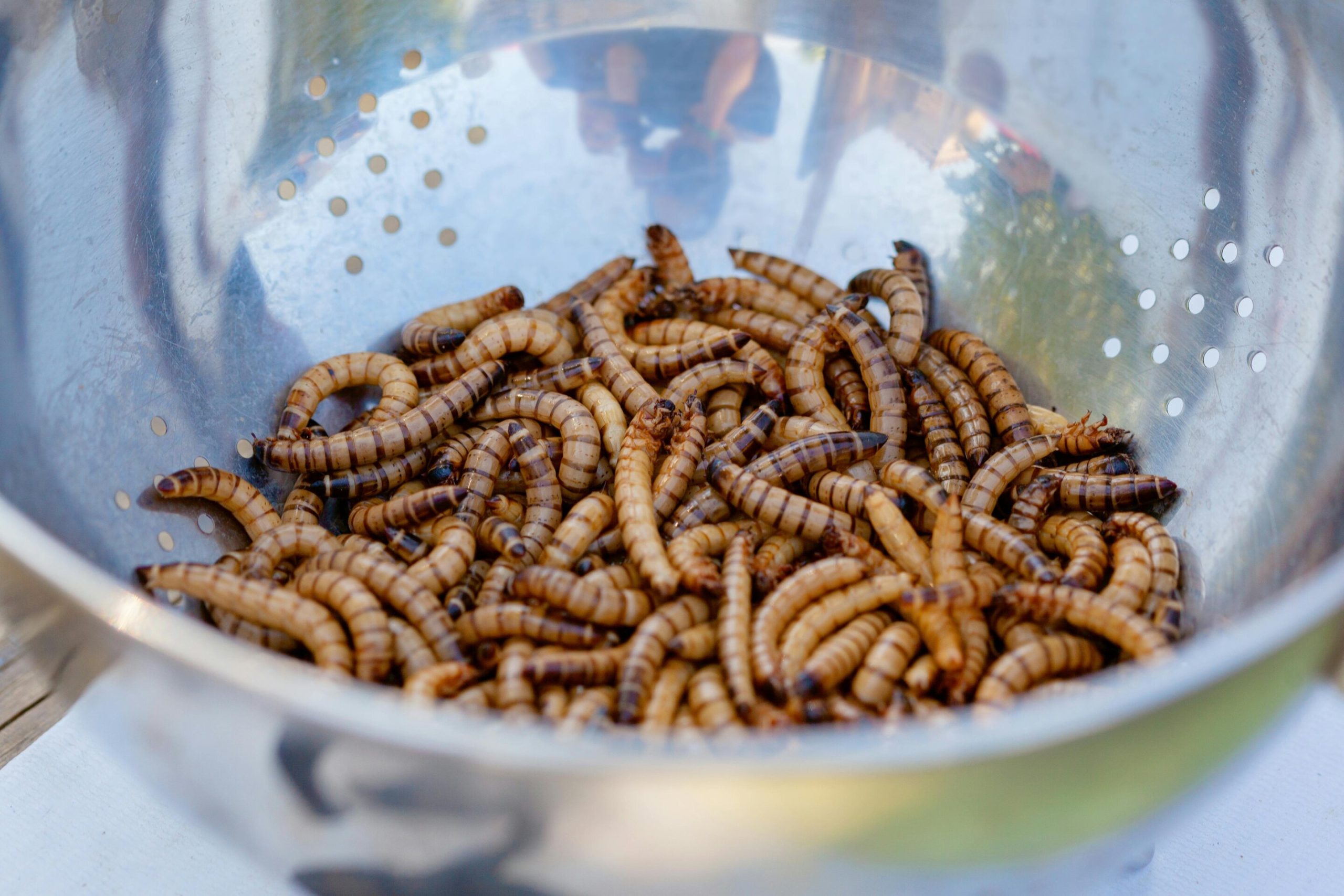 mealworms 1 scaled