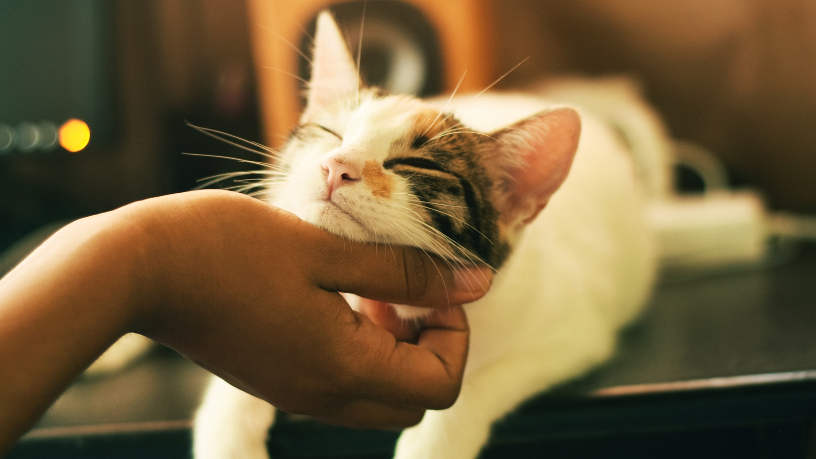 pet 1749024845020 1749024845323