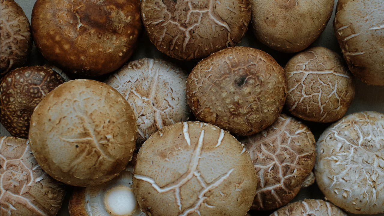 shiitake mushroom