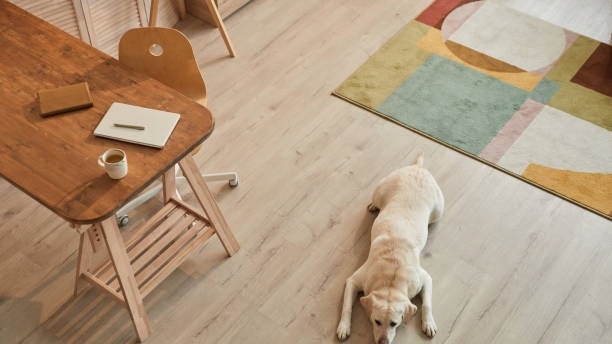 warm toned high angle view at white labrador dog lying on floor and waiting for owner in modern home 180831542