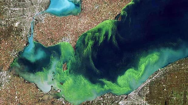 wdr 620 blue green algae