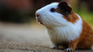 web guinea pig 2