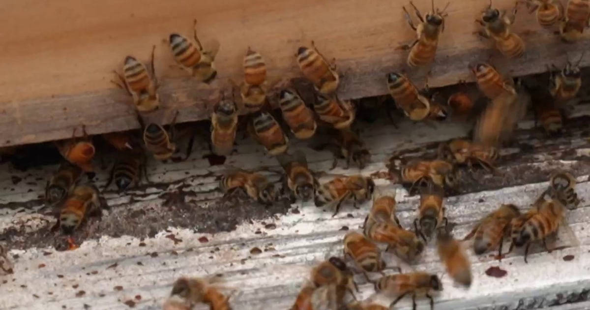 1752673864163 tdy news 9a roker bees 250716 1920x1080