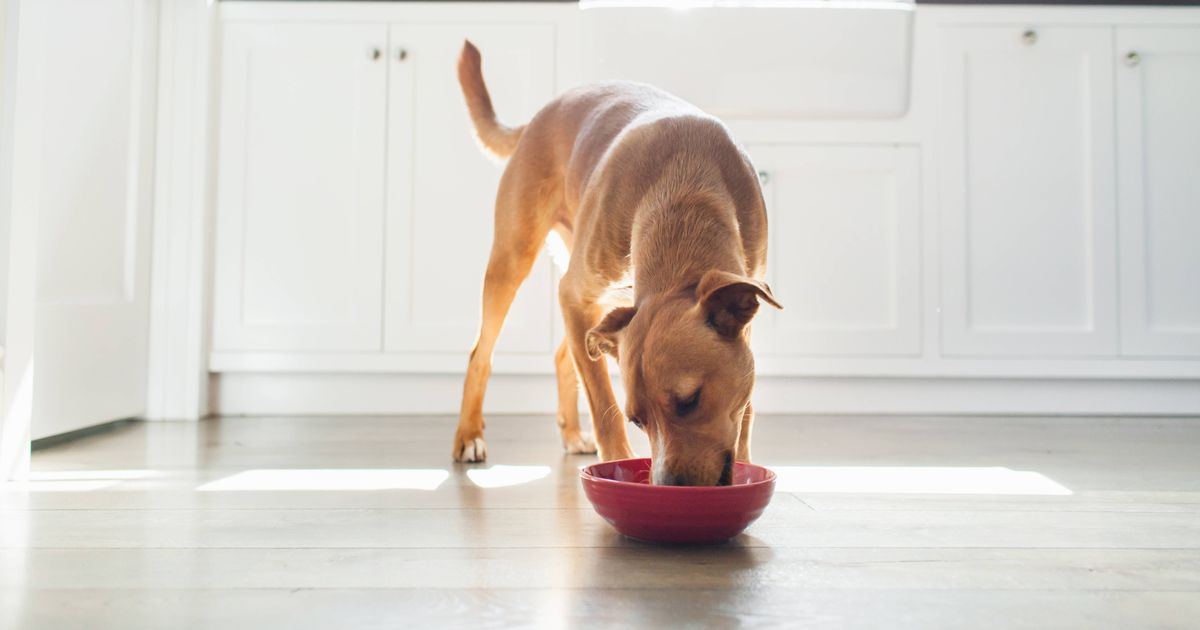 1 Front view of tan coloured dog in kitchen eating from red bowl